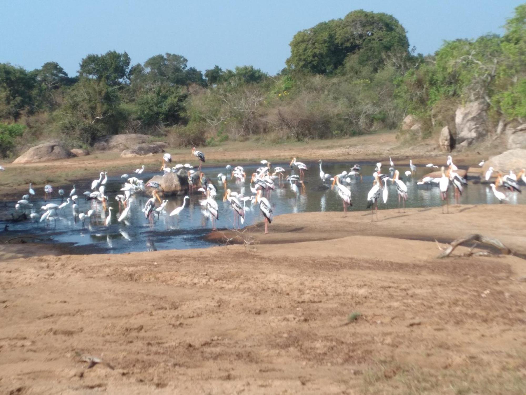 Happy Beach Safari Retreat 汉班托塔 外观 照片